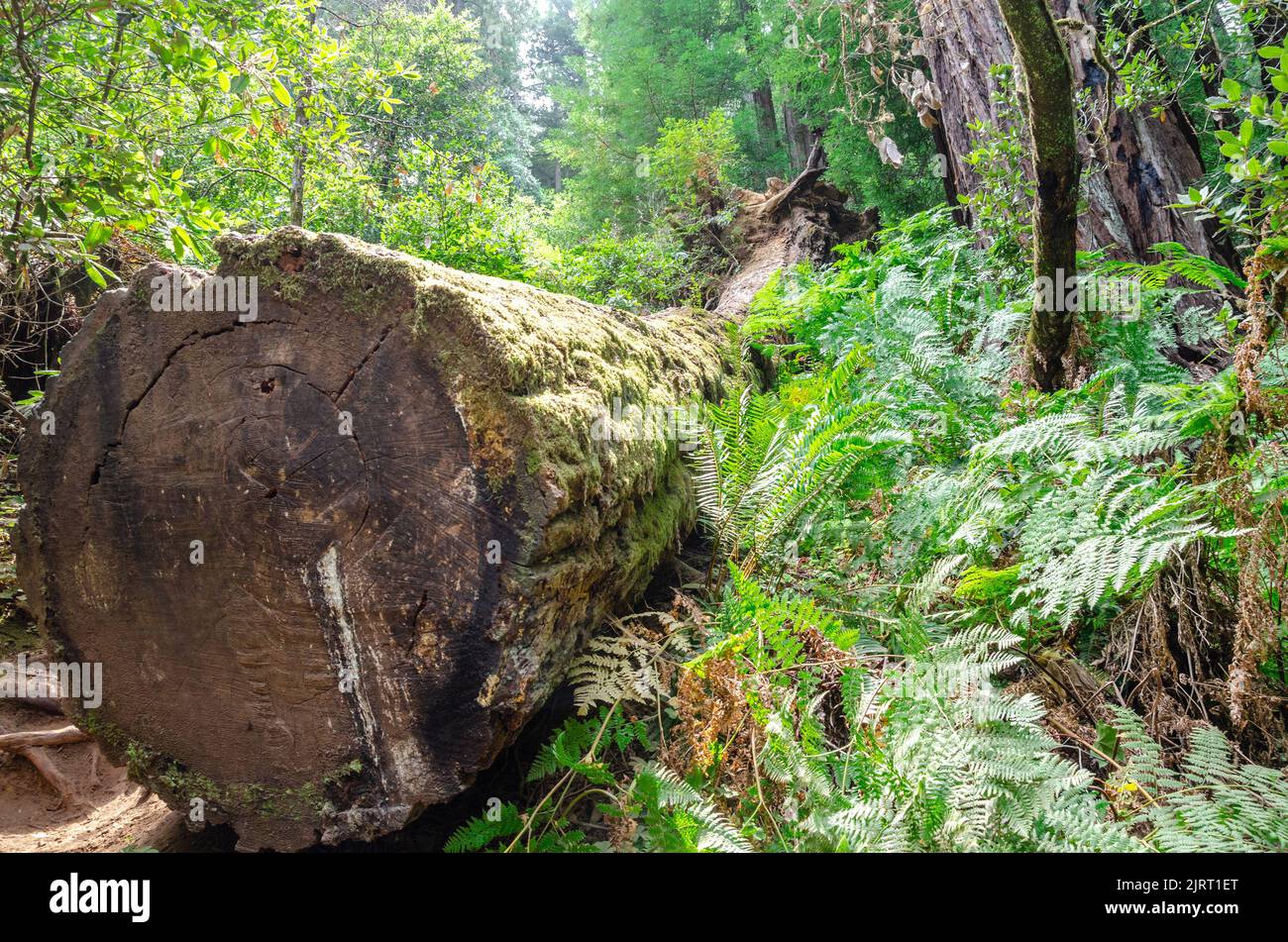 In Muir Woods in Marin County, Kalifornien, USA, wurde ein massiver Mammutbaum aus Rotholz gefällt, der einen großen Querschnitt zeigt. Stockfoto