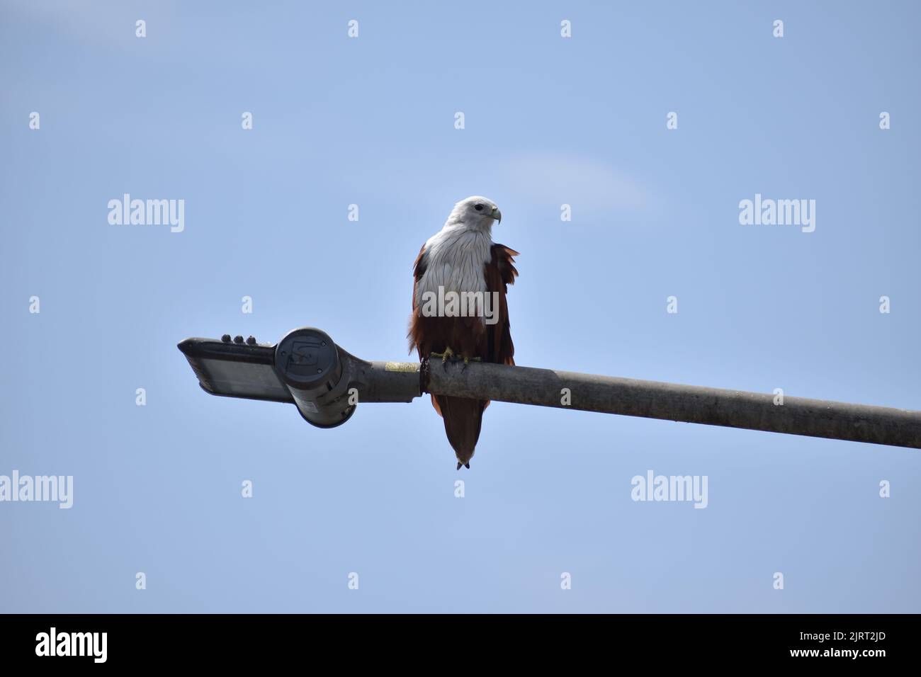 Ein Brahminy-Drachenadler sitzt auf einer Lampe im Hintergrund des blauen Himmels Stockfoto
