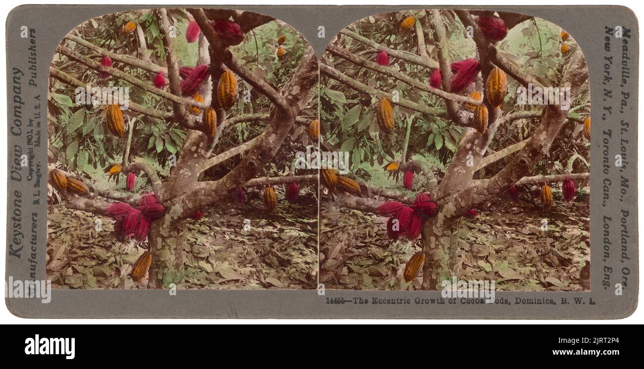 Das exzentrische Wachstum von Kakao-Poden, Dominica, BHI, 1903, Dominica, Von Keystone View Company. Stockfoto