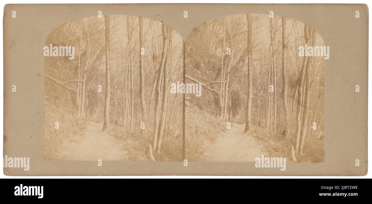A Wood Scene, in Matlock Bath, 1880s, Derby, von John Warwick. Stockfoto