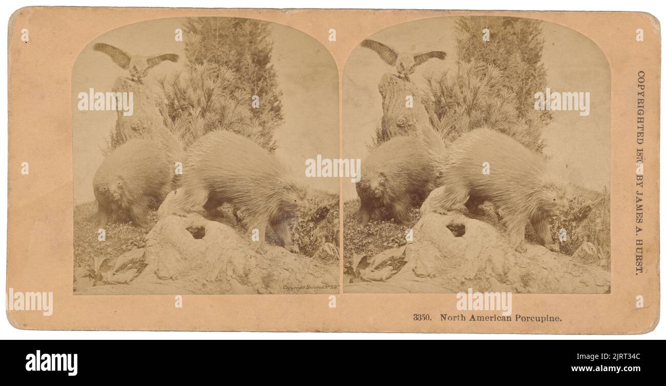 North American Porcupine, 1870, USA, von Kilburn Brothers. Stockfoto