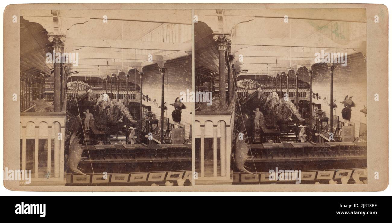 Colonial Museum, Wellington, 1880s, Dunedin, von Burton Brothers. Stockfoto
