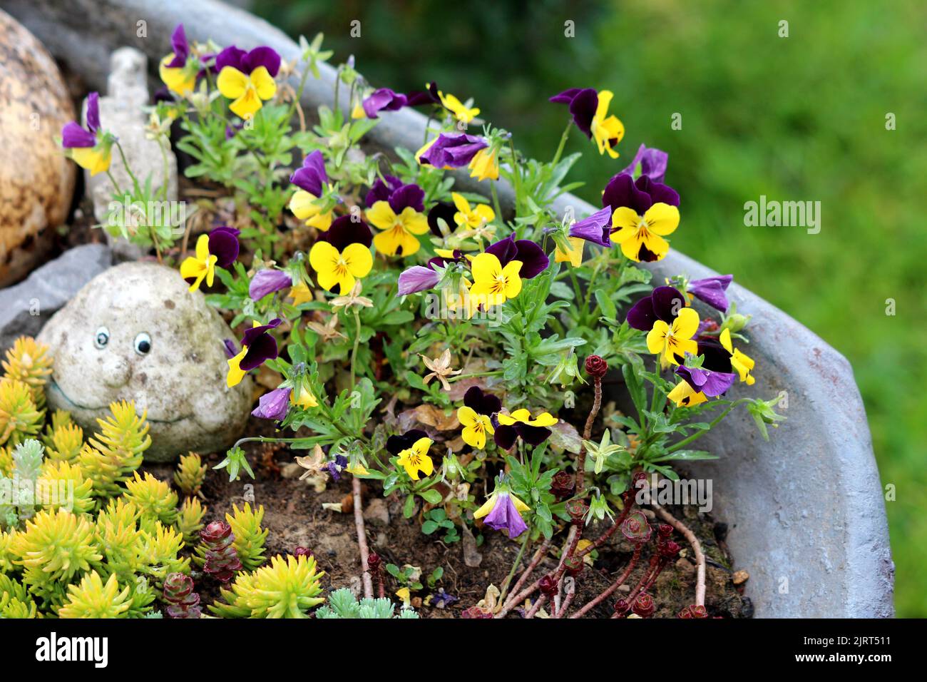 Dekorativer Fels mit lustigem Gesicht und geschnitztem trockenen Squash neben Sedum oder Stonecrop winterhart Sukulenten Boden decken mehrjährige Pflanzen und Haufen Wild Stiefmütterchen Stockfoto