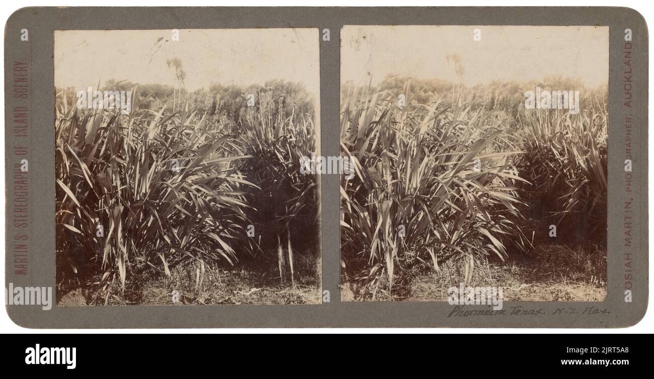 Phormuim Tenax - NZ Flax, Januar 1925, Neuseeland, Hersteller unbekannt. Stockfoto