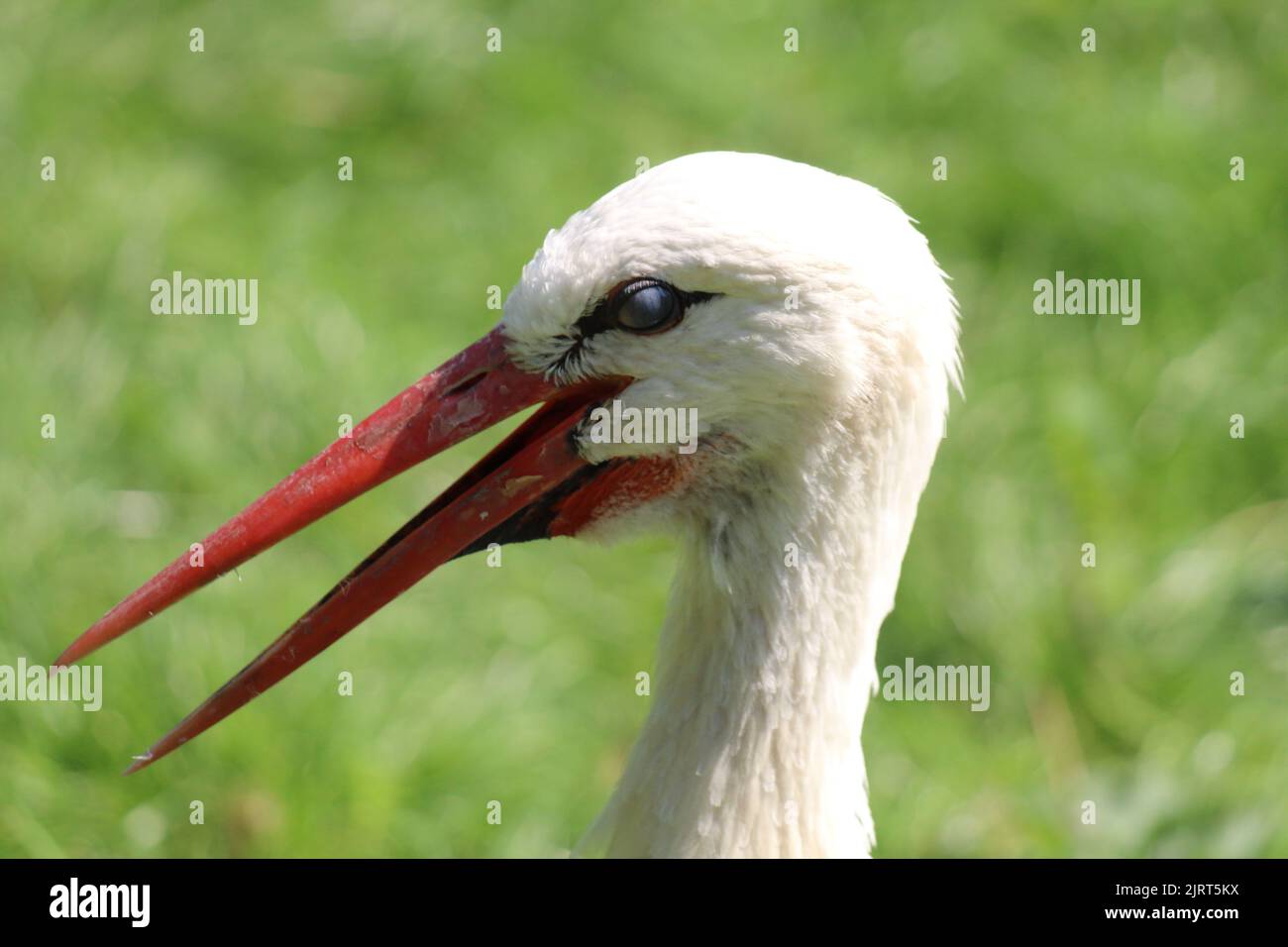 Ein wunderschönes Porträt und Nahaufnahme eines weißen Sturzvogels aus dem Süden. Der einzigartige lange rote Schnabel ist in diesem Bild auffällig. Stockfoto
