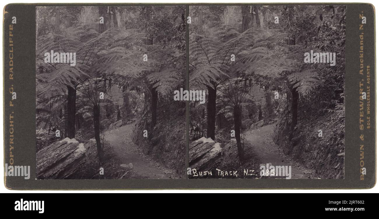 Bush Track, NZ, um 1900, Auckland, von Frederick George Radcliffe, Brown & Stewart. Stockfoto