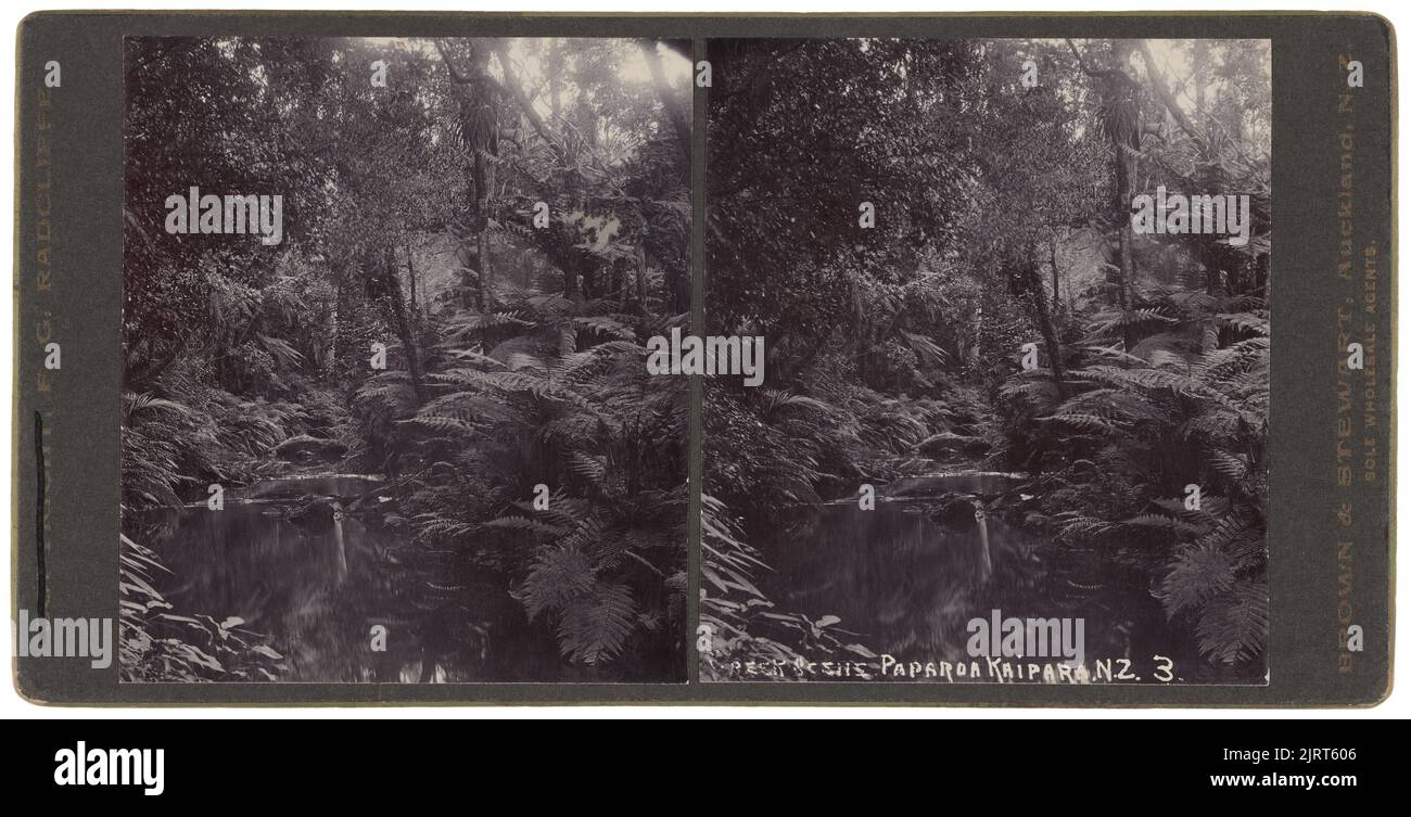 Creek Scene, Paparoa, Kaipara, NZ, um 1900, Auckland, von Frederick George Radcliffe, Brown & Stewart. Stockfoto
