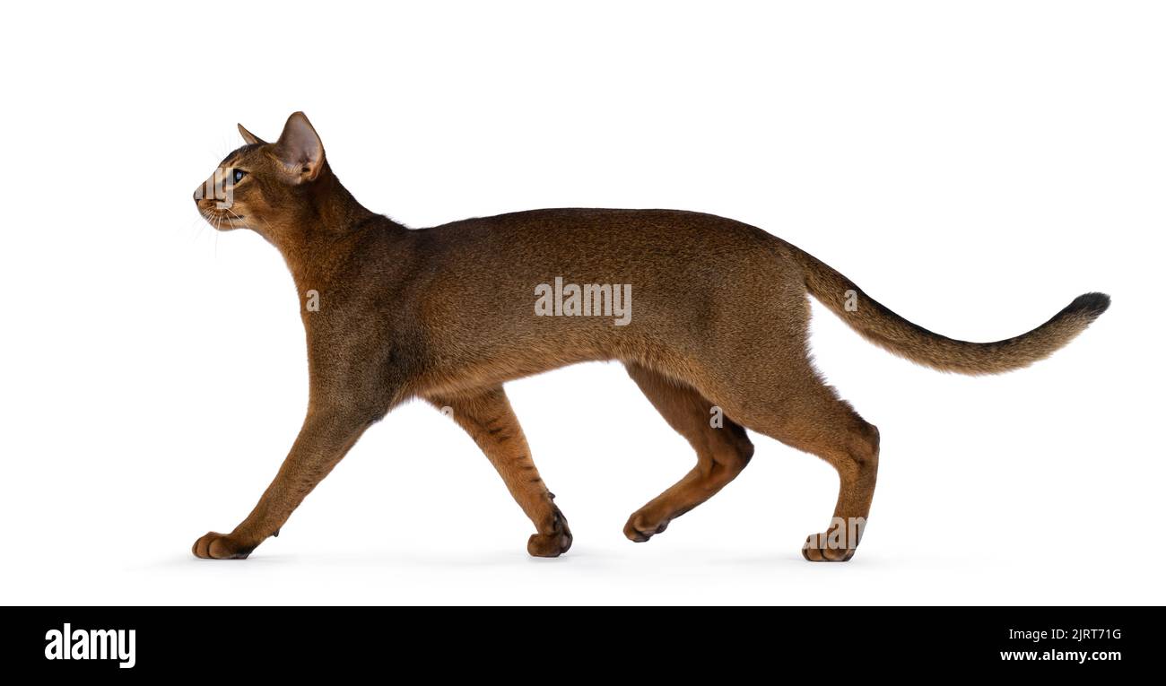 Reinrassige junge abysinnische Katze Kätzchen, Gehwege mit Profil und voller Länge. Isoliert auf weißem Hintergrund. Stockfoto