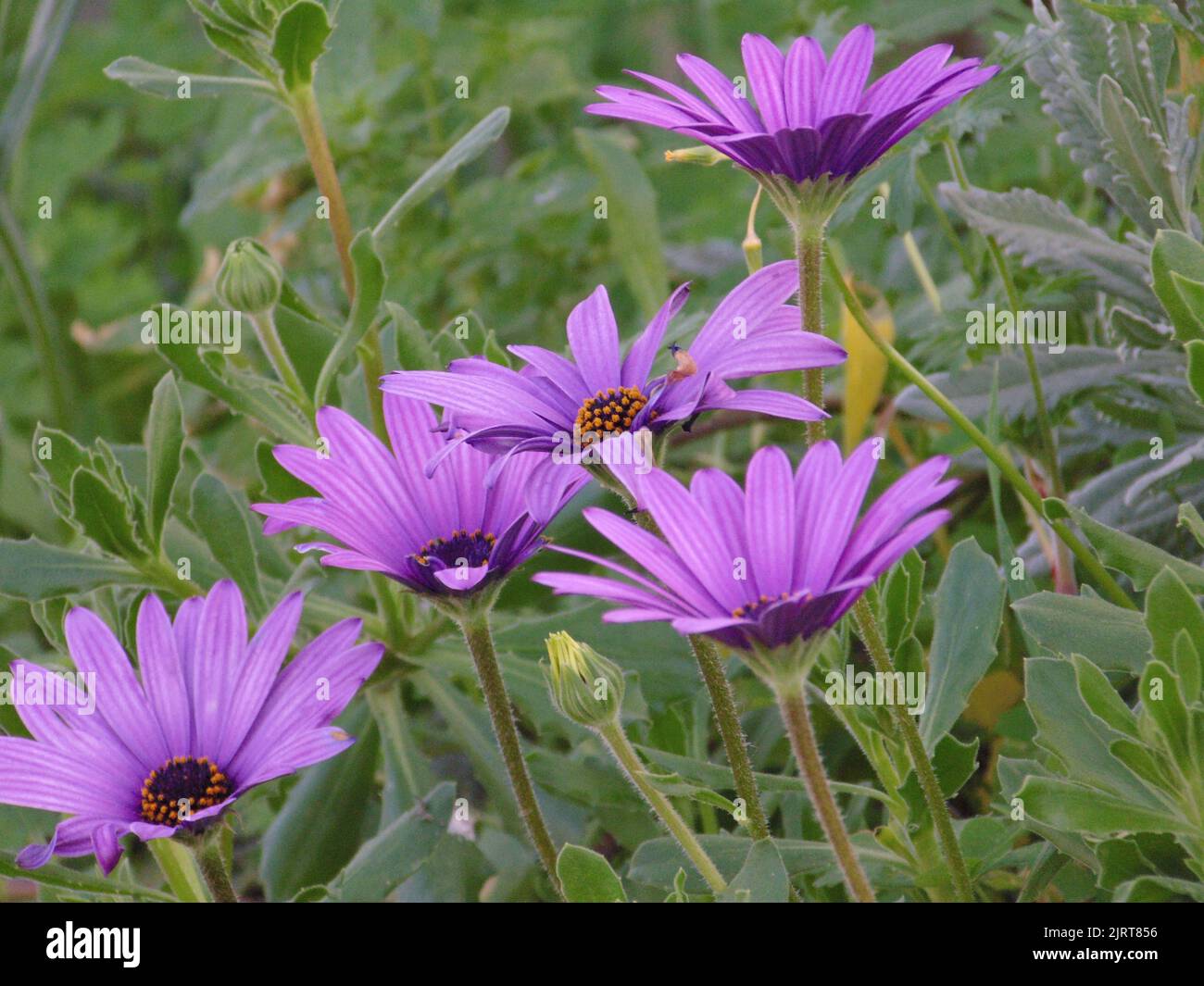Eine Nahaufnahme von violetten osteospermum-Blüten Stockfoto