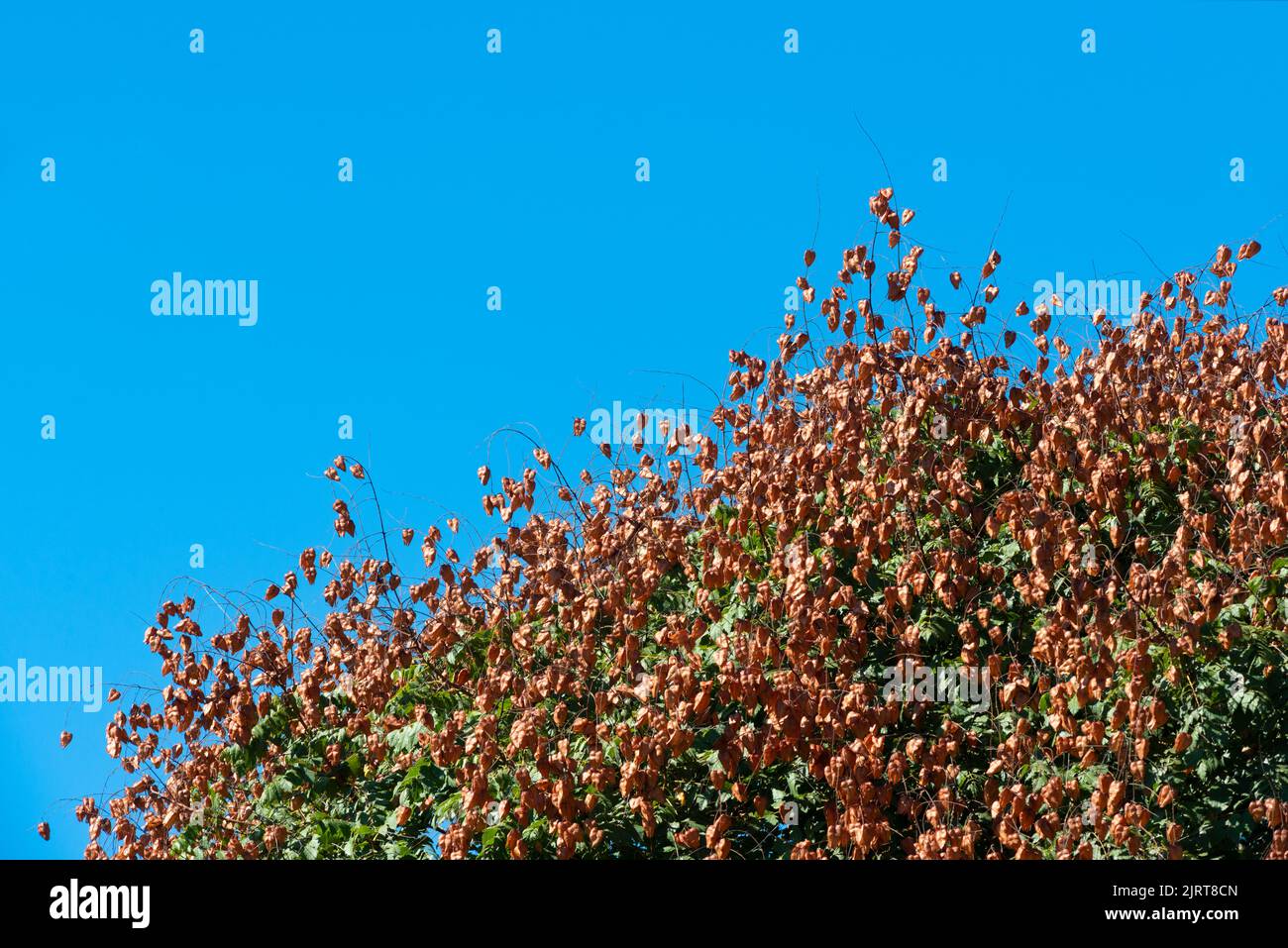 Koelreuteria Paniculata Baum Stockfoto