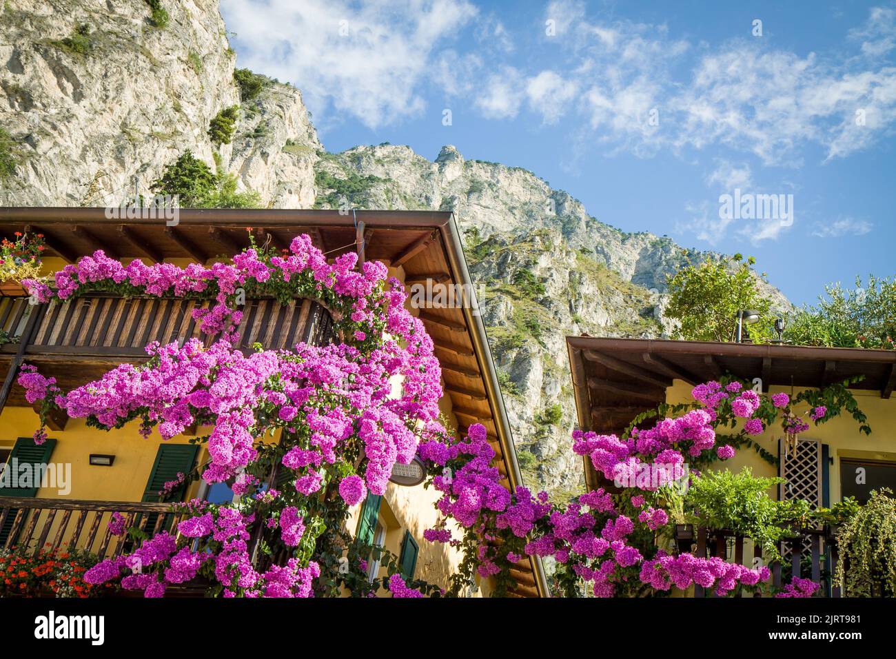 Schöne Blumen auf dem Balkon Limone sul Garda Lago di Garda, Italien, Europa. HD Wallpaper, 4K Grüner Hintergrund Stockfoto