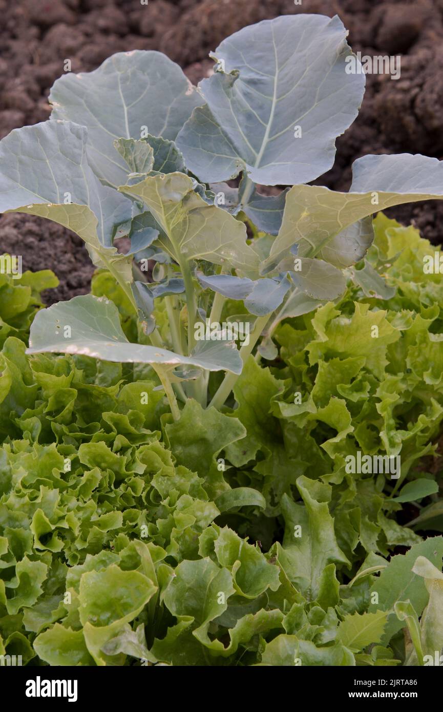 Container gewachsen geschnitten und wieder Salat in und um eine Ironman Brokkoli Pflanze gepflanzt kommen. Stockfoto
