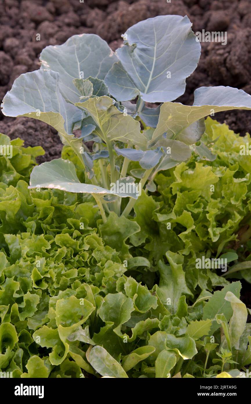 Container gewachsen geschnitten und wieder Salat in und um eine Ironman Brokkoli Pflanze gepflanzt kommen. Stockfoto