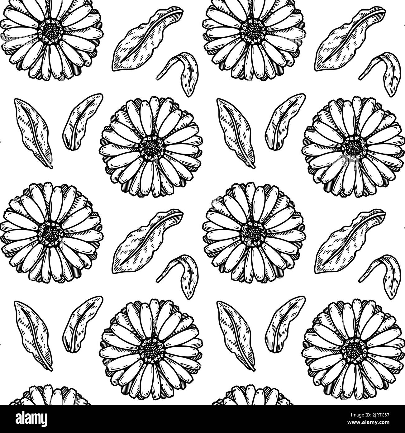 Hand gezeichnete Calendula Nahtloses Muster. Medizinisches Pflanzenbotanik Design. Vektorgrafik im Skizzenstil Stock Vektor