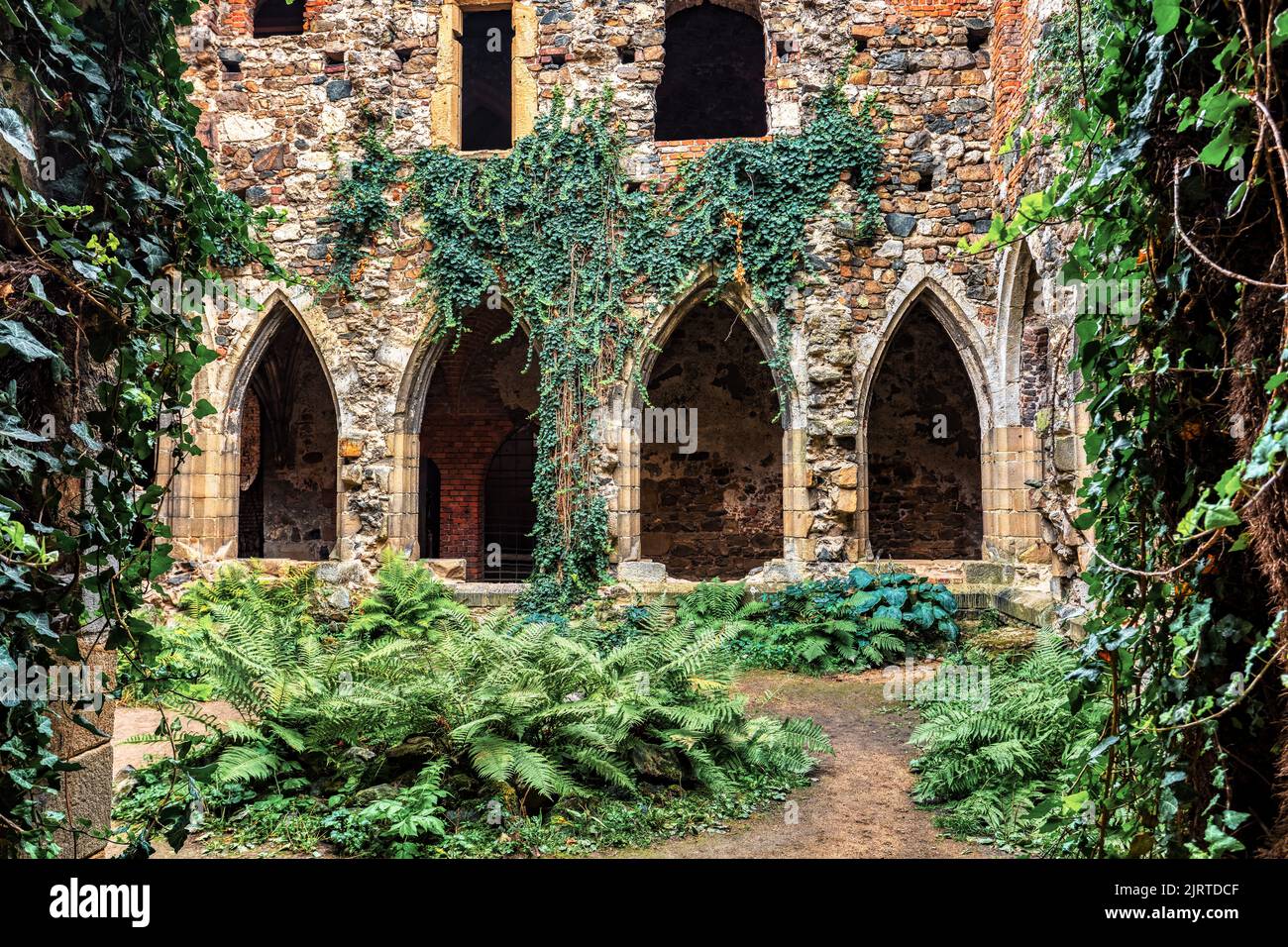 Das Rosa-Coeli-Kloster. Alte katholische Ruine des Klosters in der Nähe der Stadt Dolni Kounice. Religion Gotischer Ort mit spiritueller Geschichte aus Stein gebaut. Stockfoto