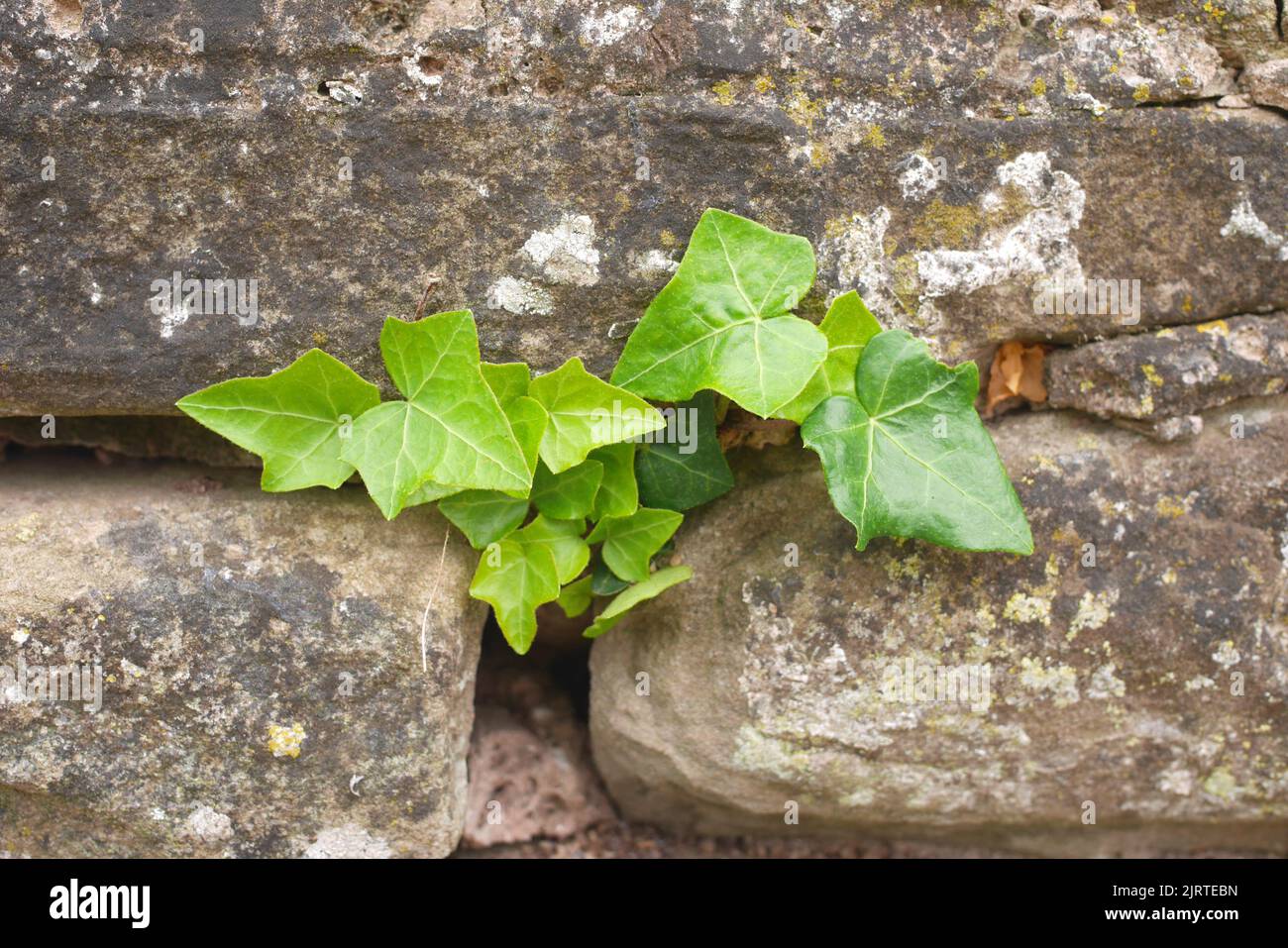 Ivy auf einer alten Steinmauer Stockfoto