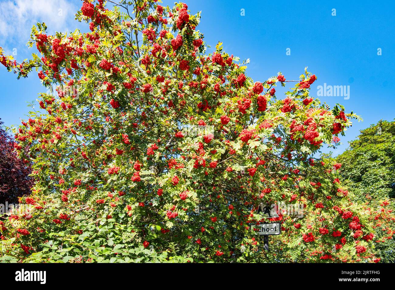 Bunte Vogelbeeren an der Long Preston Stiftungsschule, August 2022. Stockfoto