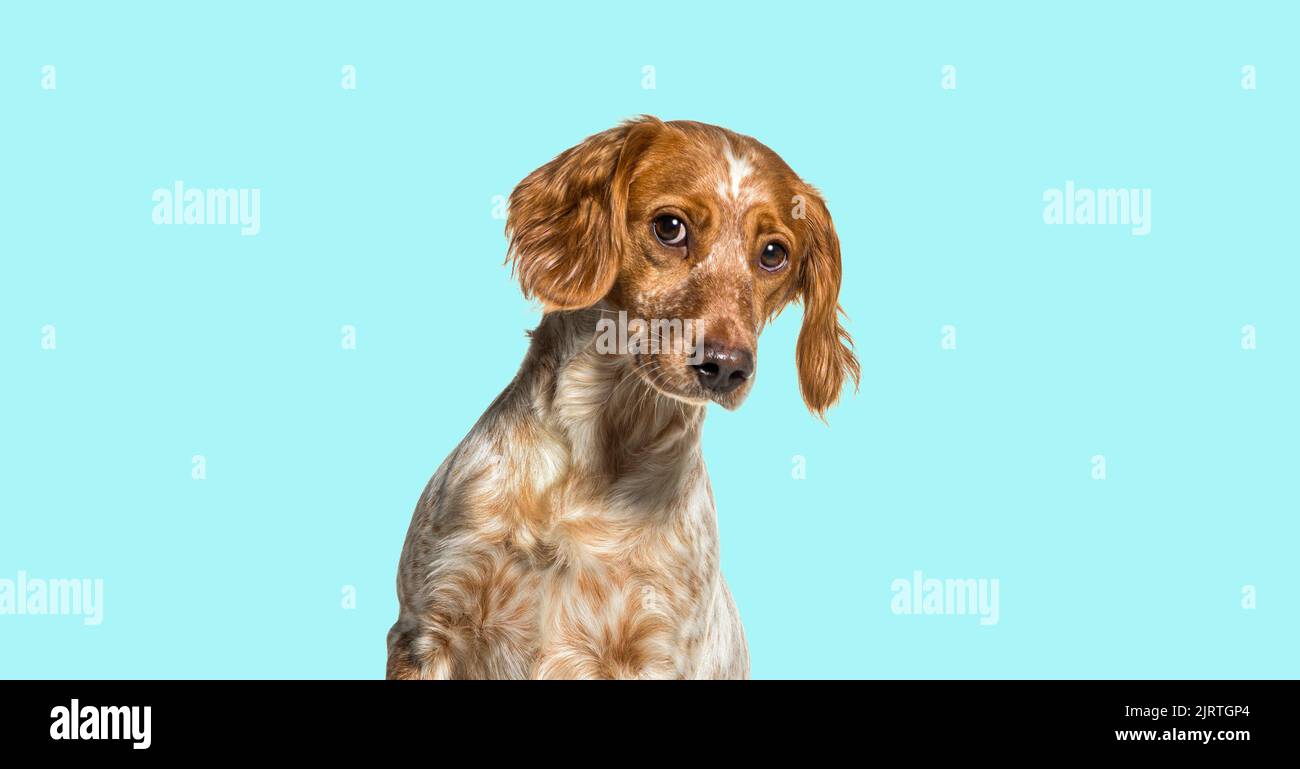 Kopfaufnahme eines Epagneul bretonischen, bretonischen Hundes, der neugierig auf einem blauen Hintergrund blickt Stockfoto