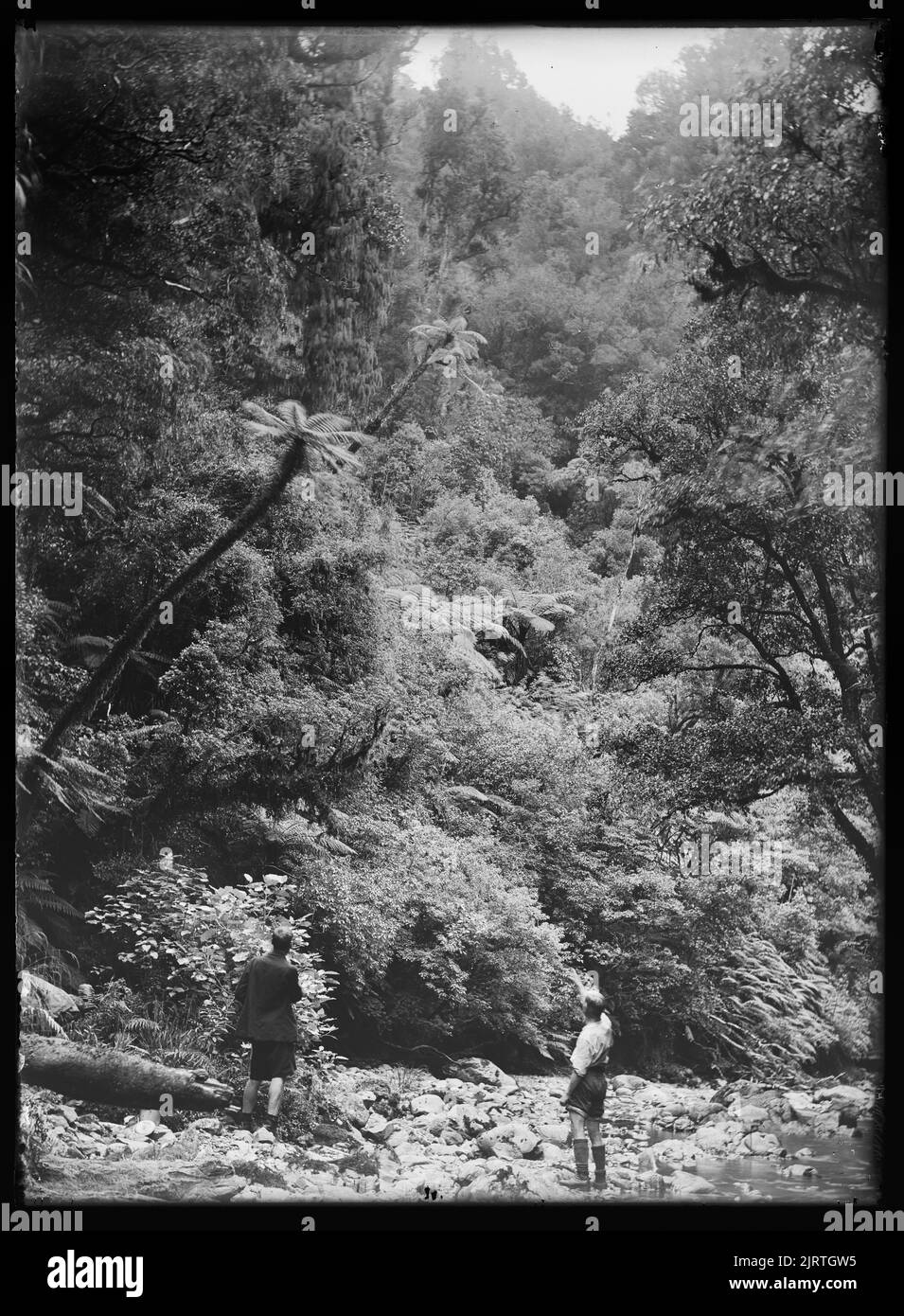 Botanische Besteigung des Mount Waiopehu : 6. Februar 1928-7. Februar 1928, 11. Februar 1928, North Island, von Leslie Adkin. Schenkung des Gutsbesitzes der Familie G. L. Adkin, 1964. Stockfoto