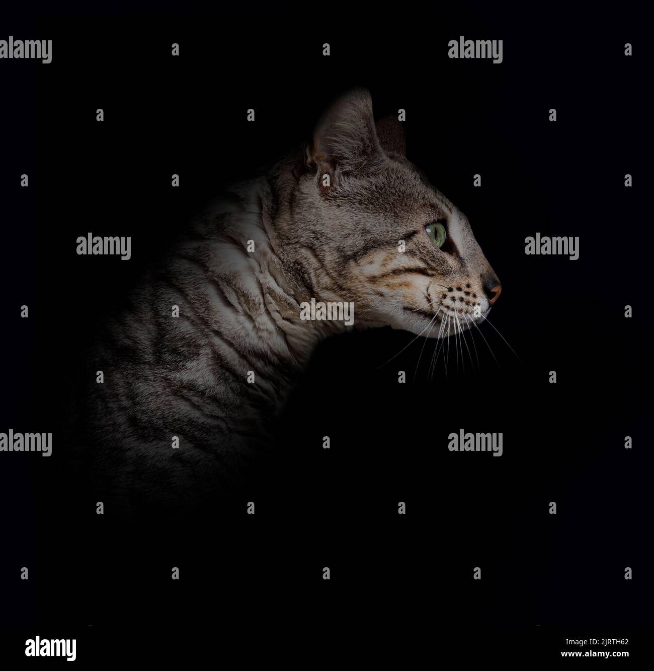Profilkopfaufnahme einer silbernen bengalkatze auf schwarzem Hintergrund Stockfoto