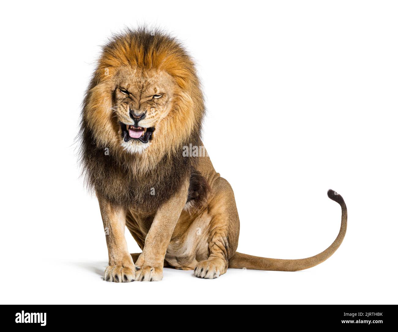 Löwe zieht ein Gesicht und schaut auf die Kamera, isoliert auf Weiß Stockfoto
