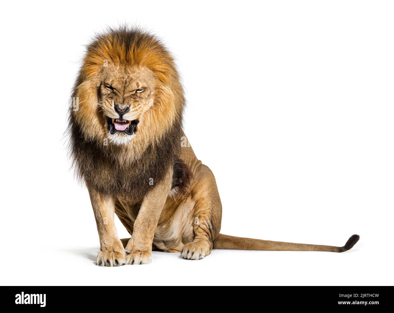Löwe zieht ein Gesicht und schaut auf die Kamera, isoliert auf Weiß Stockfoto