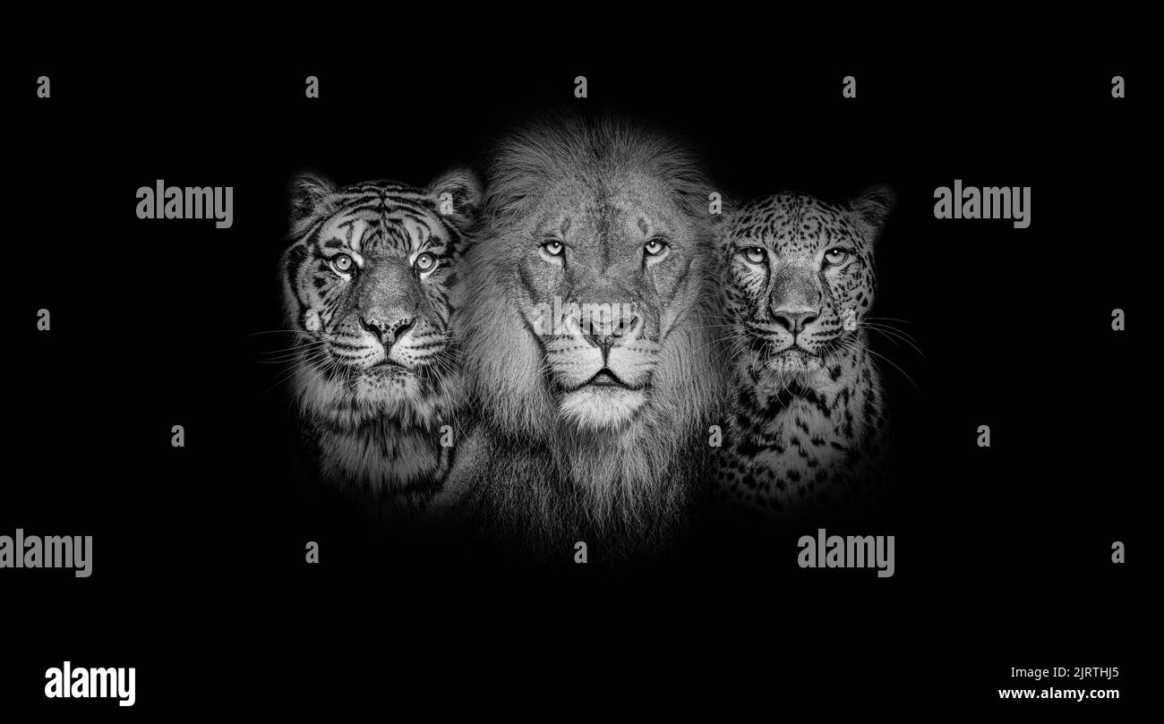 Schwarz-weißes Porträt eines Löwen, eines Tigers und eines Leoparden, zusammen auf schwarzem Hintergrund Stockfoto