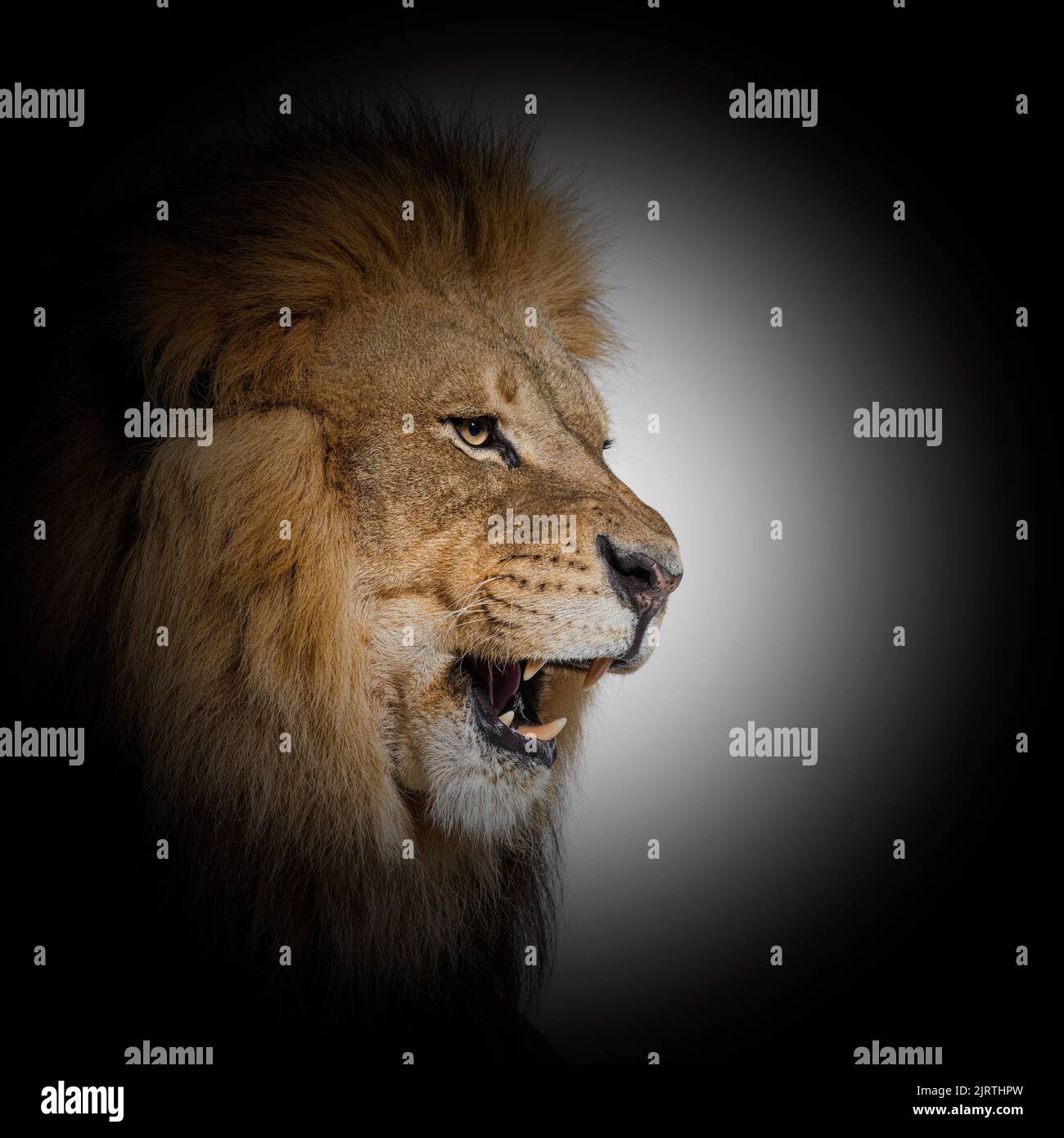 Männlicher erwachsener Löwe brüllt und zeigt seine Zähne, Reißzähne, in einem schwarzen Kreis Stockfoto