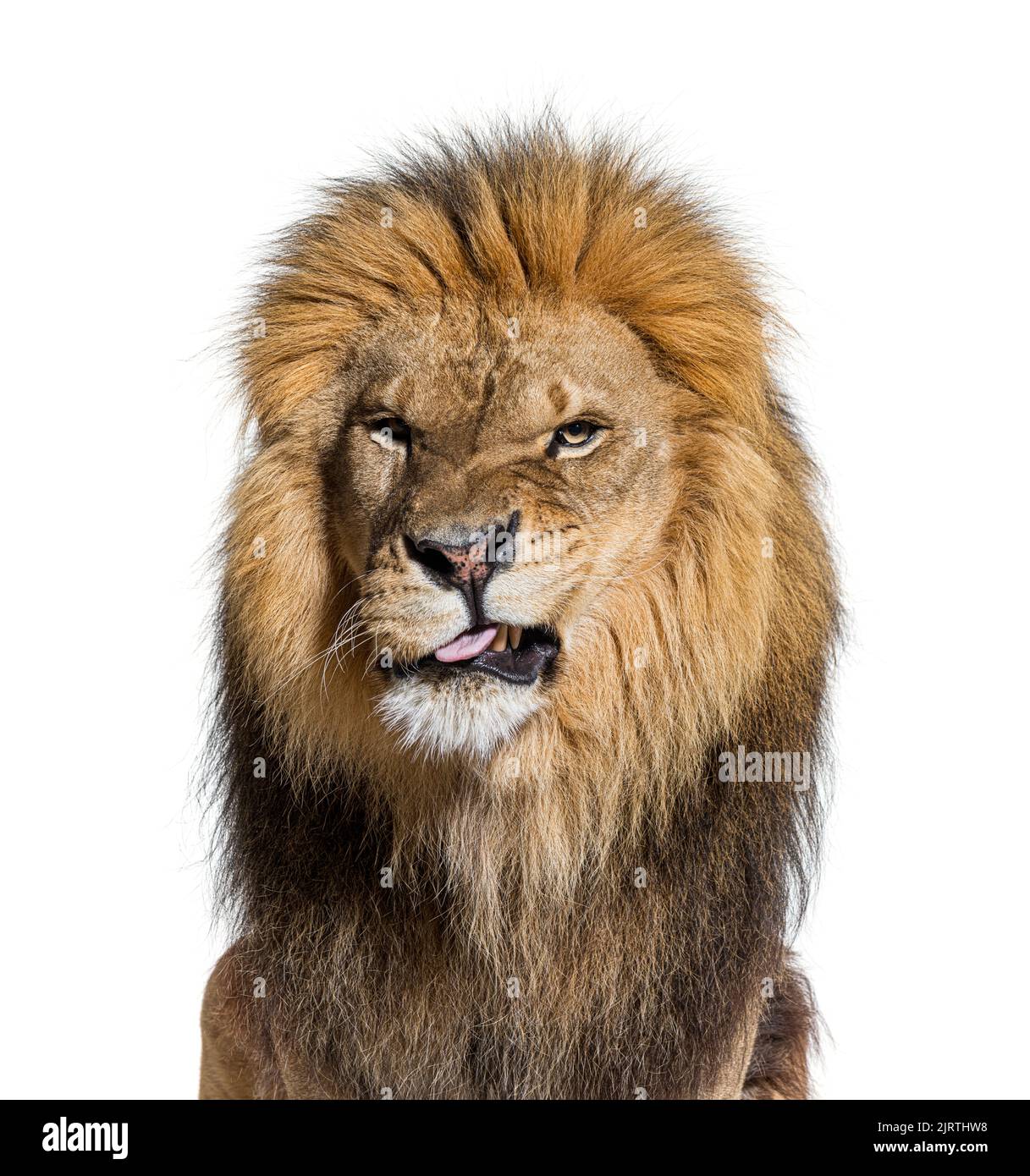 Kopfaufnahme eines Löwen, der ein Gesicht macht und die Kamera anschaut Stockfoto