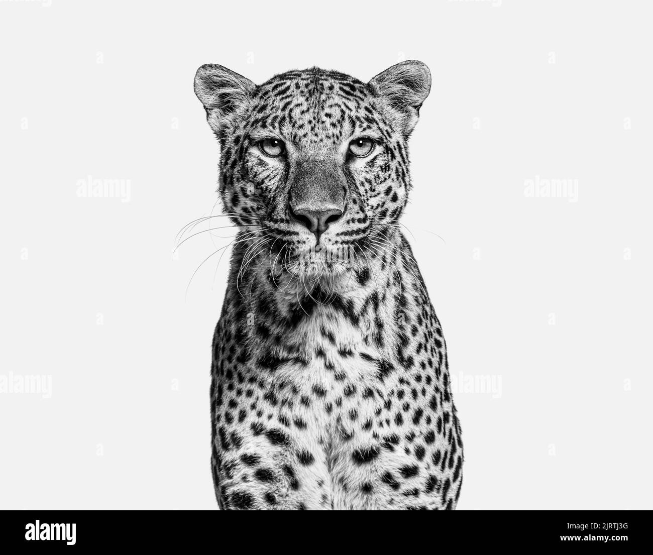Schwarz-Weiß-Kopfaufnahme, Porträt eines Gefleckten Leoparden, der auf die Kamera blickt, isoliert Stockfoto