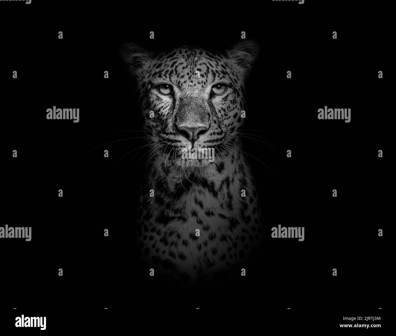 Schwarz-Weiß-Kopfaufnahme, Porträt eines Gepunkteten Leoparden, der auf schwarzem Hintergrund auf die Kamera blickt Stockfoto