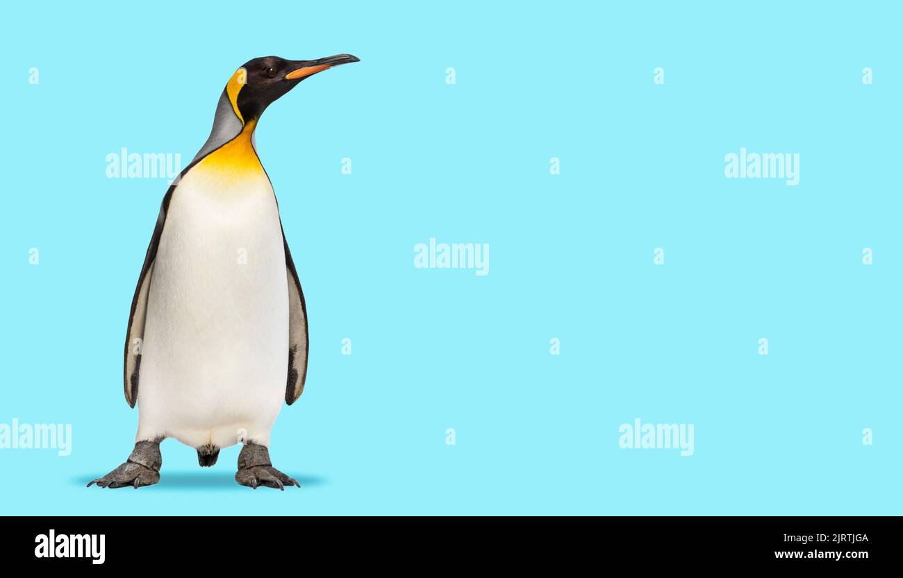 Königspinguin, der vor einem blauen Hintergrund steht Stockfoto