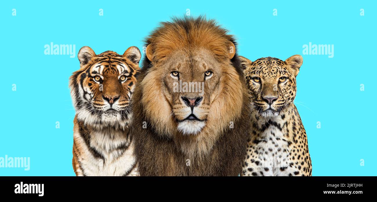 Löwe, Tiger und Gefleckter Leopard, zusammen auf blauem Hintergrund Stockfoto