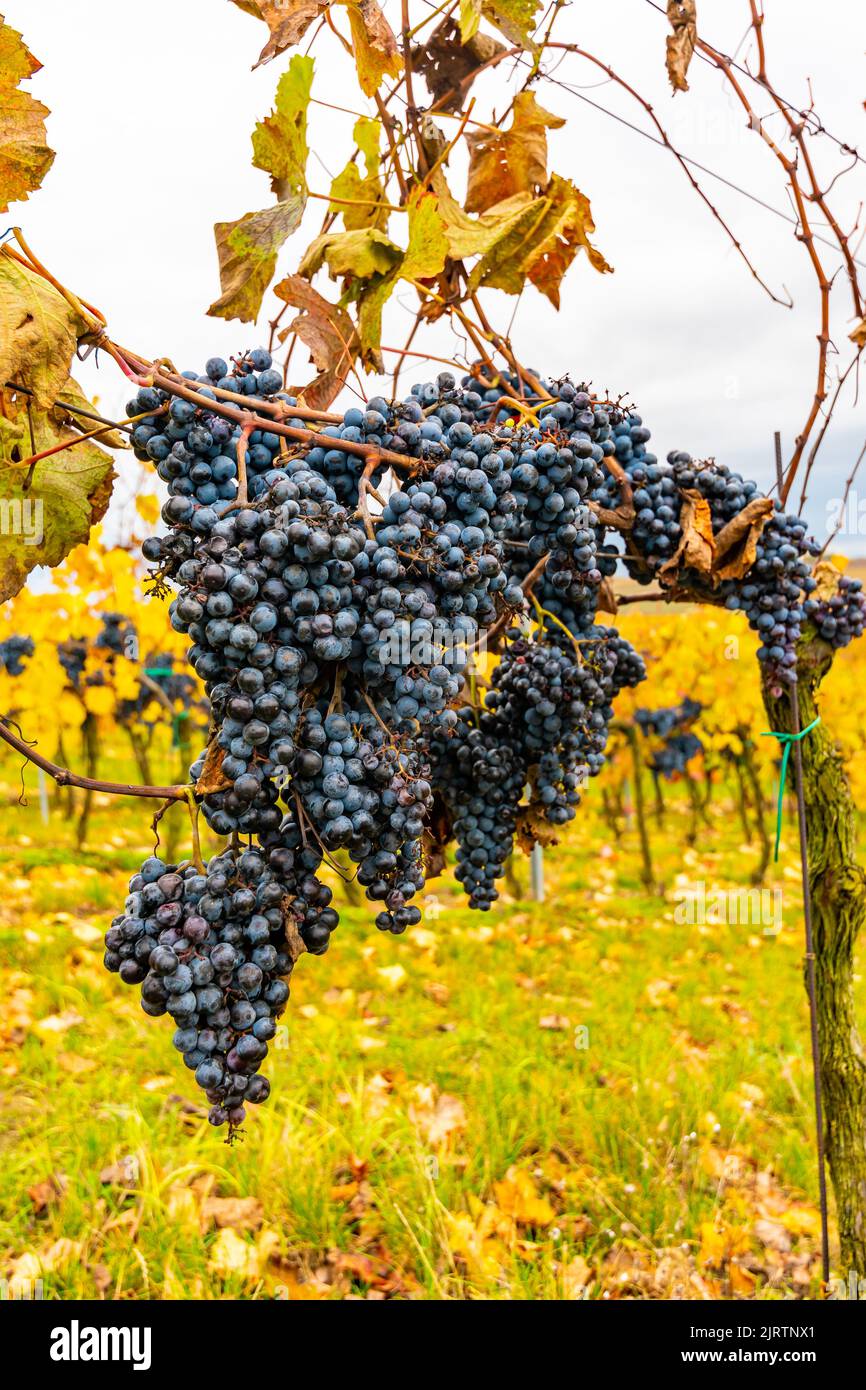 Detail der schwarzen Traubenfrucht auf dem Weinberg in der Nähe von Palava Hügel, Südmähren Weinregion. Stockfoto