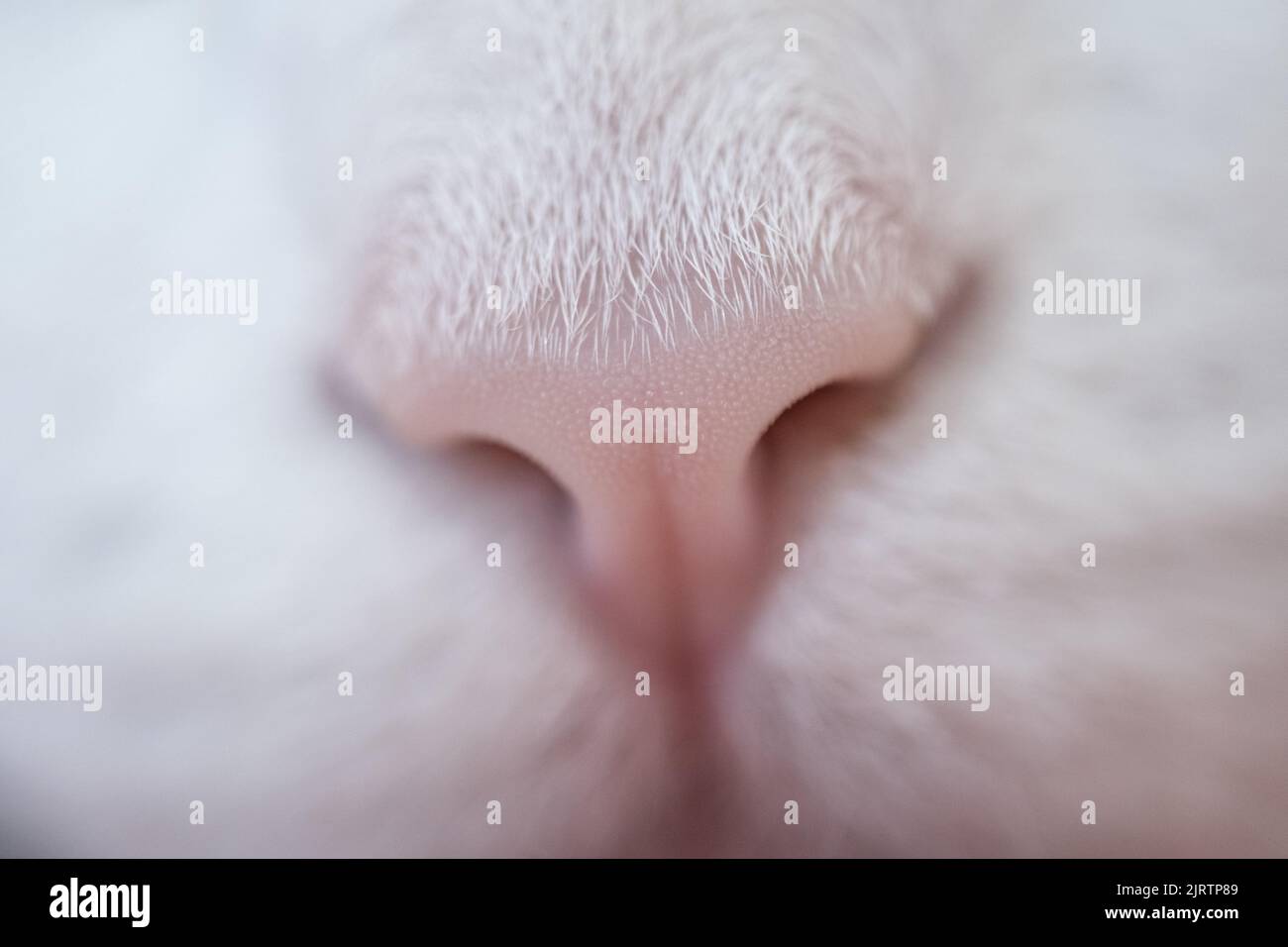 Katzennase, schöne weiße Katzennase, Makroansicht. Stockfoto