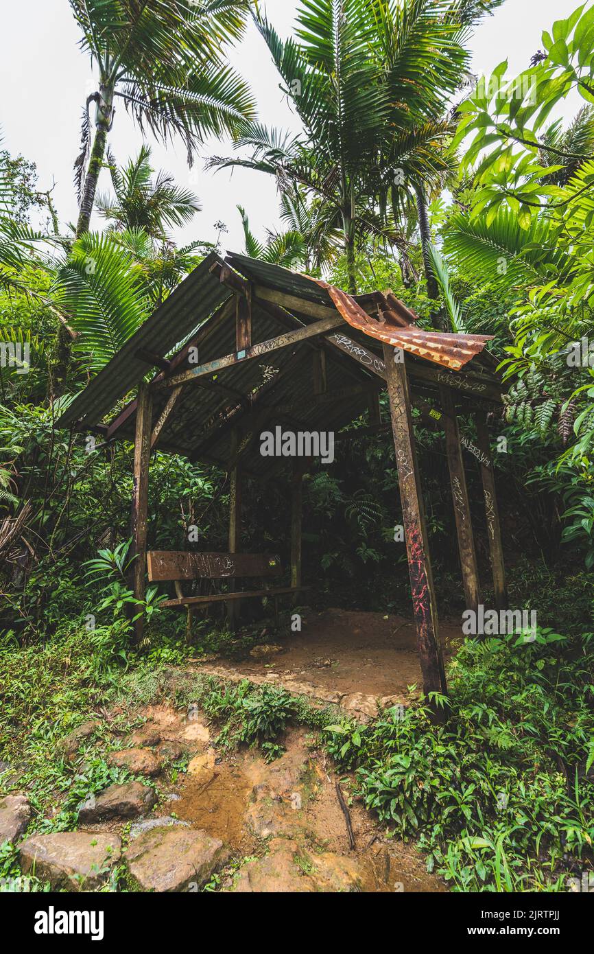 Beschädigter Regenschutz entlang des Mt. Britton Trail im Dschungel des El Yunque National Forest in Puerto Rico Stockfoto