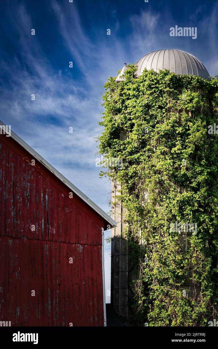 Eine Scheune steht neben einem mit Weinreben bedeckten Silo auf einem Bauernhof in der Nähe von Manitowoc, Wisconsin. Stockfoto