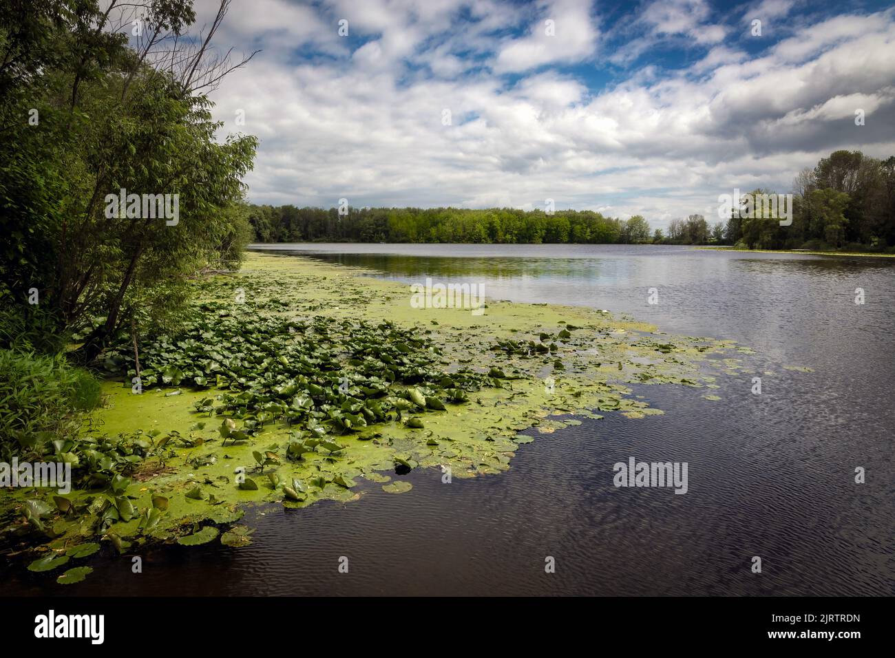 Ein bedeckter Tag über den lilly Pads und dem Unkraut des Carstens Lake in der Nähe von Manitowoc, Wisconsin. Stockfoto