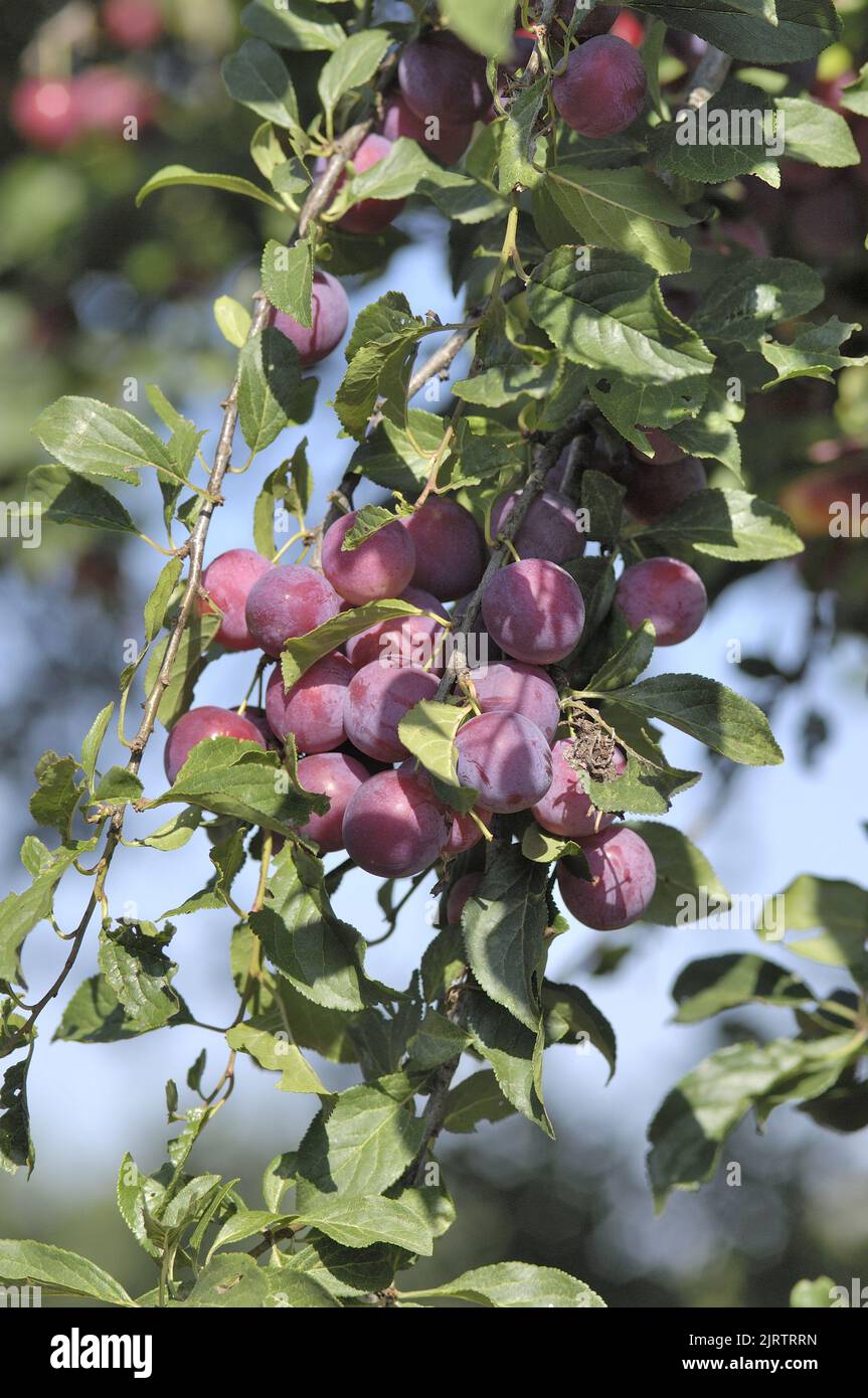 Pflaumenbaum (Prunus domestica) Zweig mit Pflaumen im Sommer Belgien Stockfoto