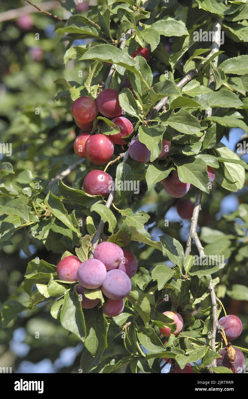 Pflaumenbaum (Prunus domestica) Zweig mit Pflaumen im Sommer Belgien Stockfoto