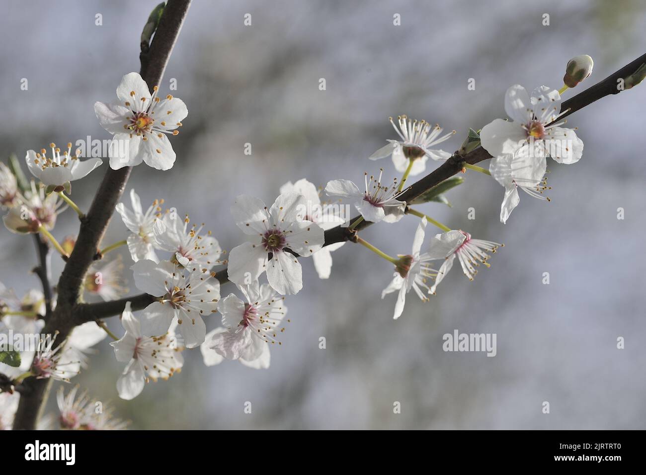 Pflaumenbaum (Prunus domestica) blüht im Frühjahr Belgien Stockfoto