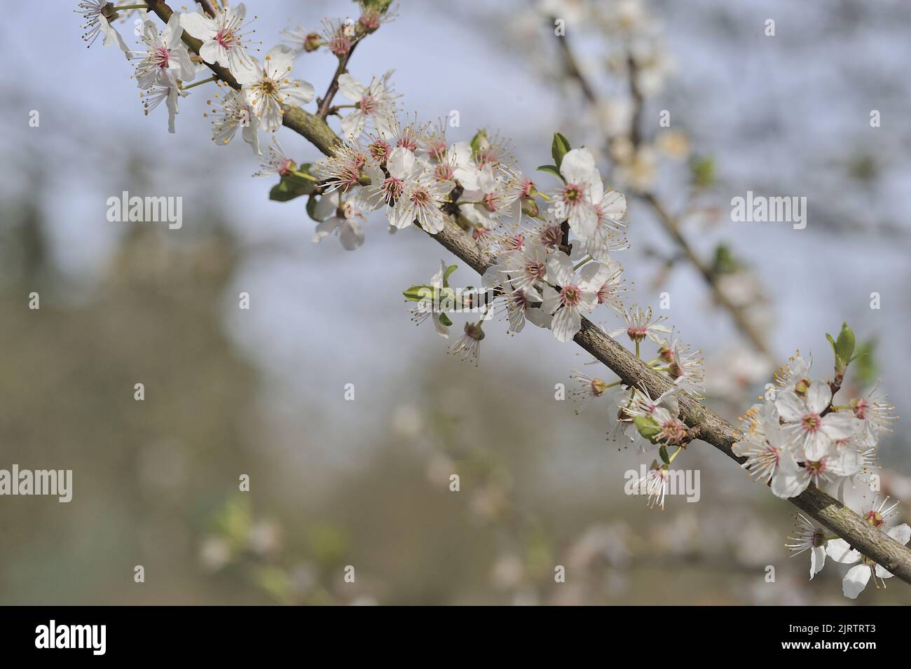 Pflaumenbaum (Prunus domestica) blüht im Frühjahr Belgien Stockfoto