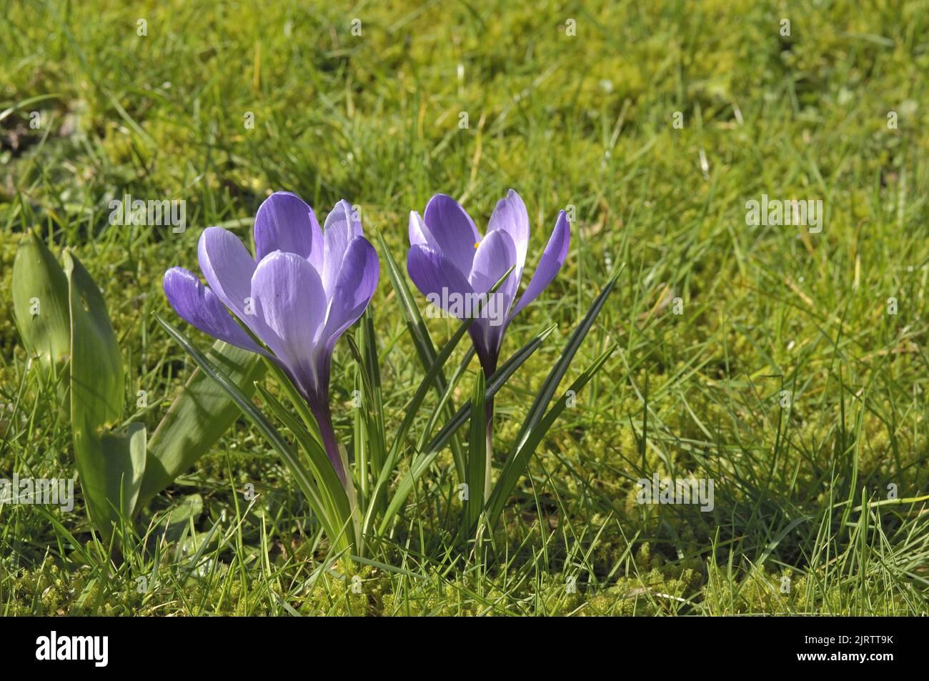 Frühlingskrokus (Crocus vernus) blüht am Ende des Winters Belgien Stockfoto