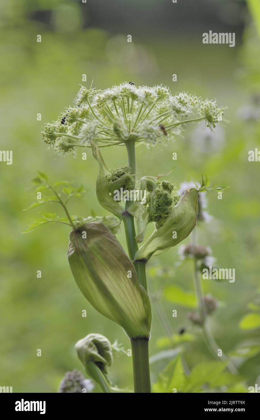 Wild Angelica (Angelica silvestris) blüht im Sommer - besucht von Insekten Belgien Stockfoto