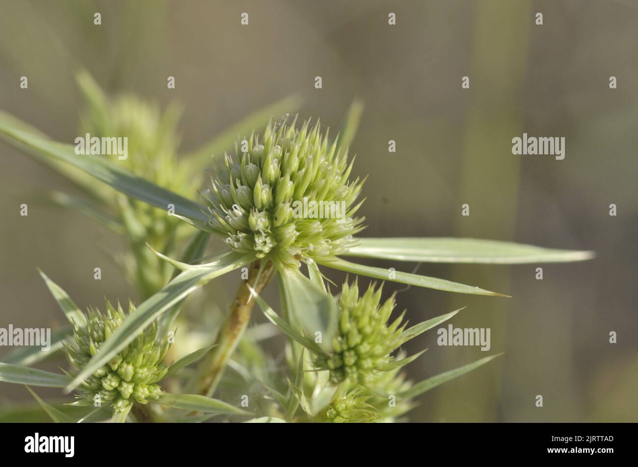 Eryngo (Eryngium campestre) blüht im Sommer Vaucluse - Provence - Frankreich Stockfoto