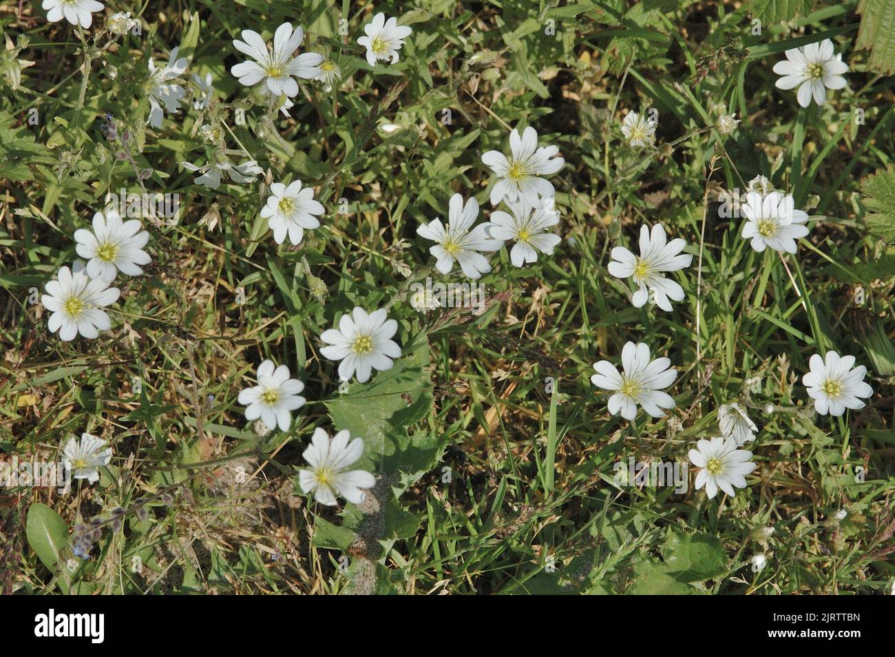 Feldkicherkraut - Feldmaus-Ohr (Cerastium arvense) blüht im Sommer Belgien Stockfoto