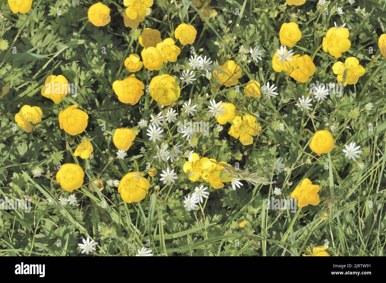 Gewöhnliches Sternkraut - Lesser stichwort - Grasblättrige Stichkraut - grasartige Sternwürze (Stellaria graminea) und Butterblume sp blühen auf einer wilden Wiese Stockfoto