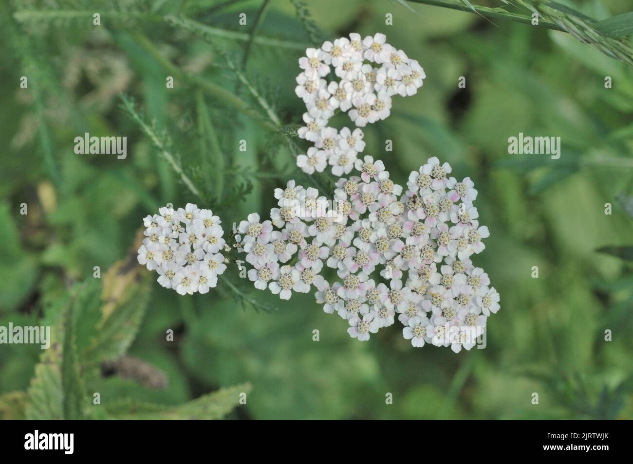Gemeine Schafgarbe - Milfoil (Achillea millefolium) blüht im Sommer in Belgien auf einer Wiese Stockfoto