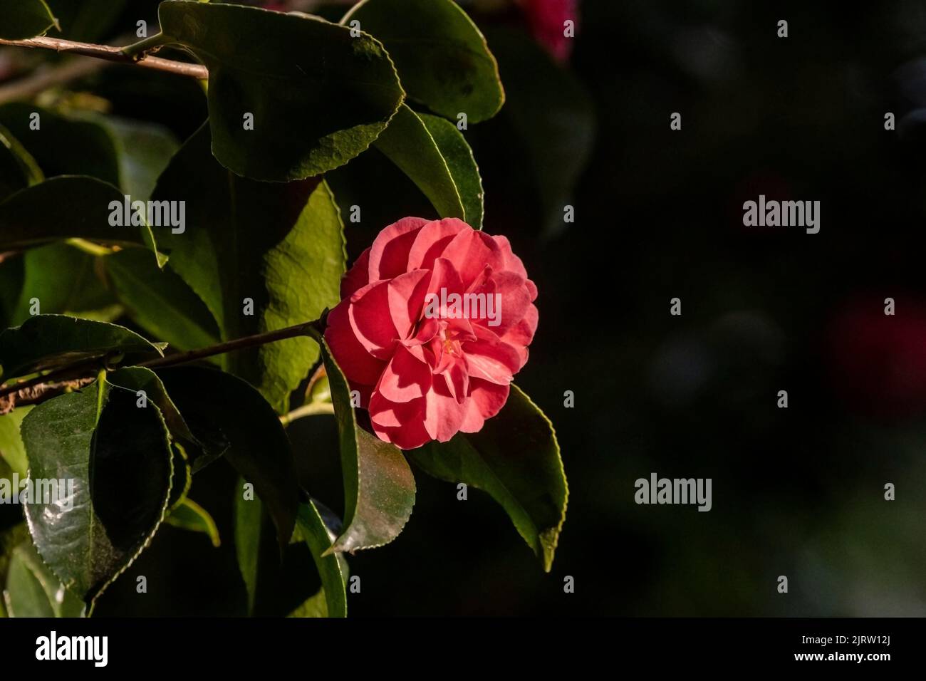 Camellia reticulata Mouchang blüht in einem Garten in Cornwall in Großbritannien. Stockfoto