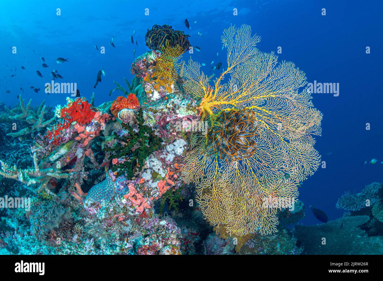 Das wunderschöne Korallenriff auf Fidschi zeigt das Wunder des Lebens unter dem Wasser mit lebendigen Korallen, klarem Wasser und einem gesunden Ökosystem Stockfoto